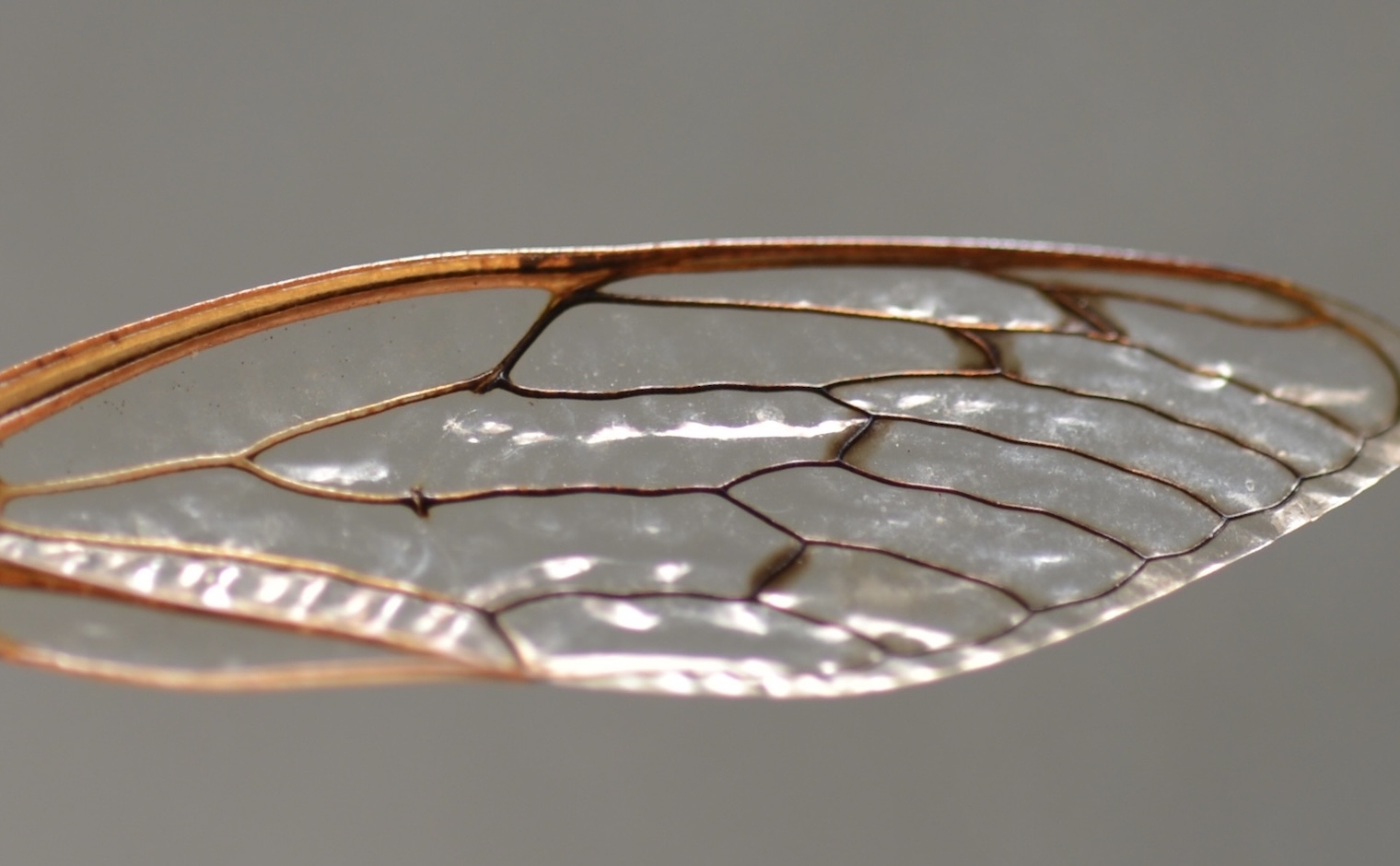 A World Not Made by Hands